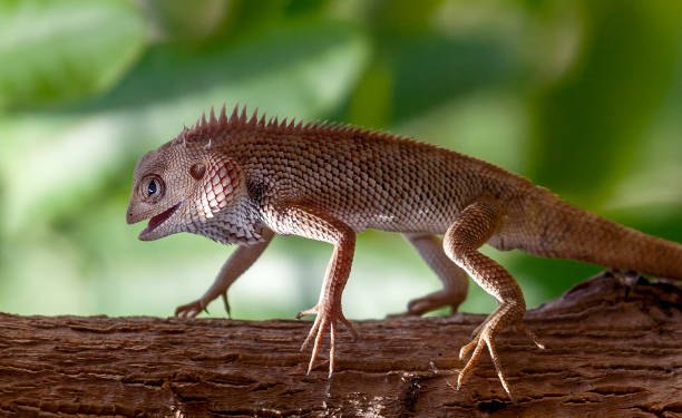 Give Your Scaly Baby The Love They Deserve