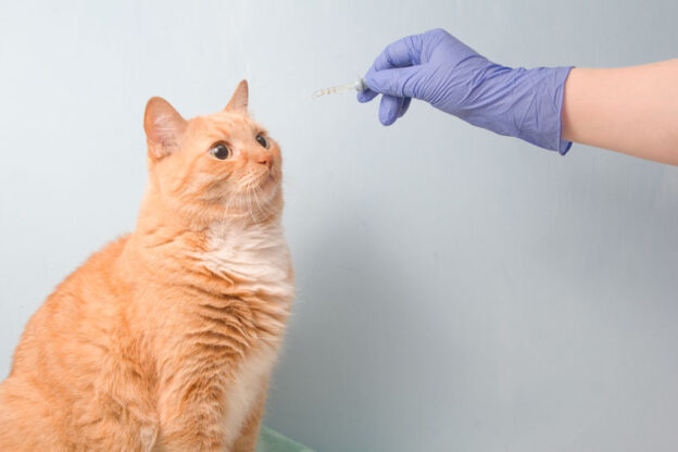Cat-Friendly Solutions: Effective Flea and Tick Spray Options