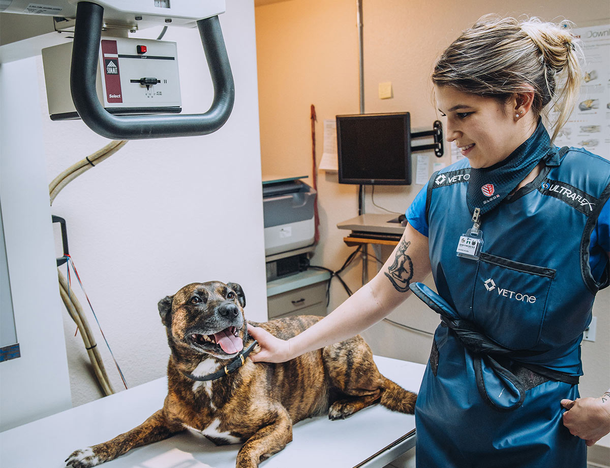 What are some of the characteristics that define a good veterinary hospital?