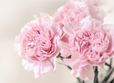 Advantages of Rose Arrangements From a Florist for Corporate Events