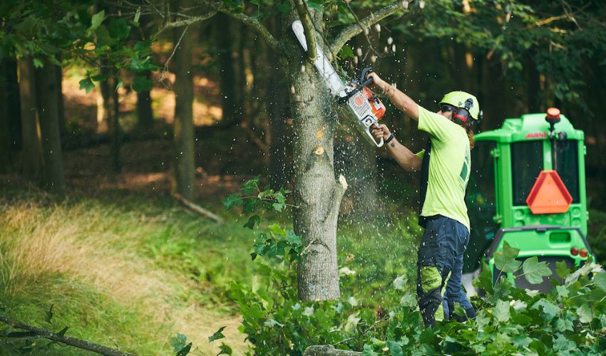 Portland tree services
